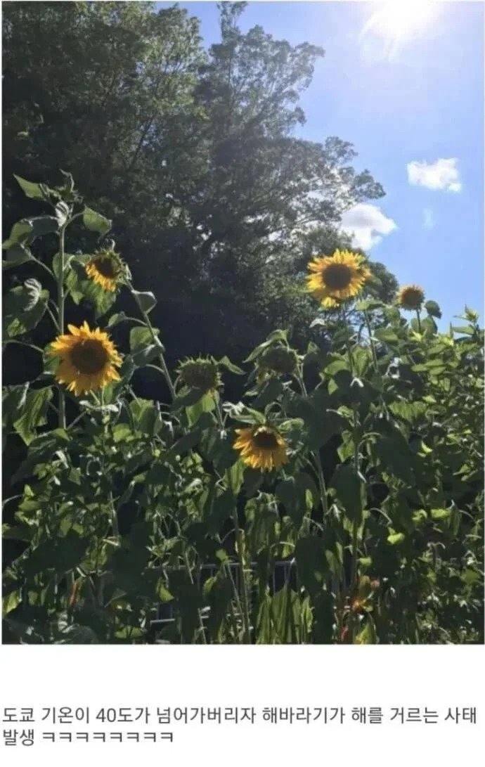 엄청난 폭염으로 인해서 새로 생긴 돌연변이