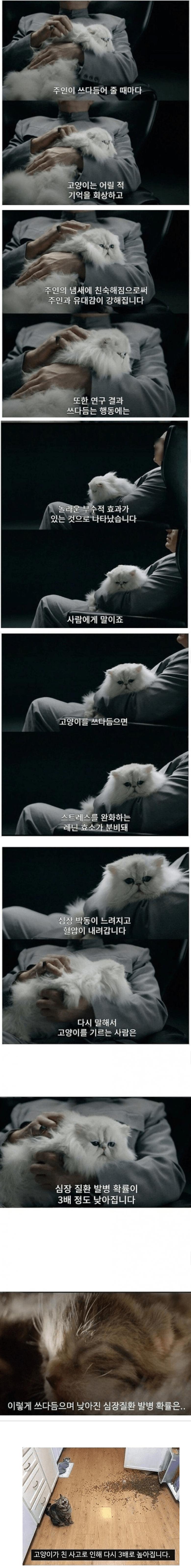 고양이가 심장질환 발병에 미치는 영향