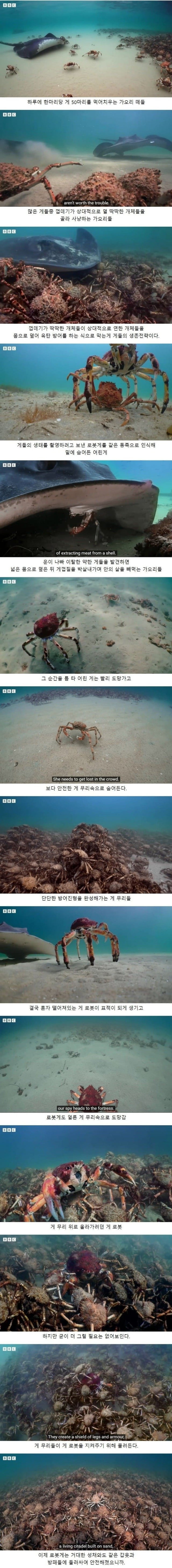 하루에 50마리 게를 먹는다는 가오리
