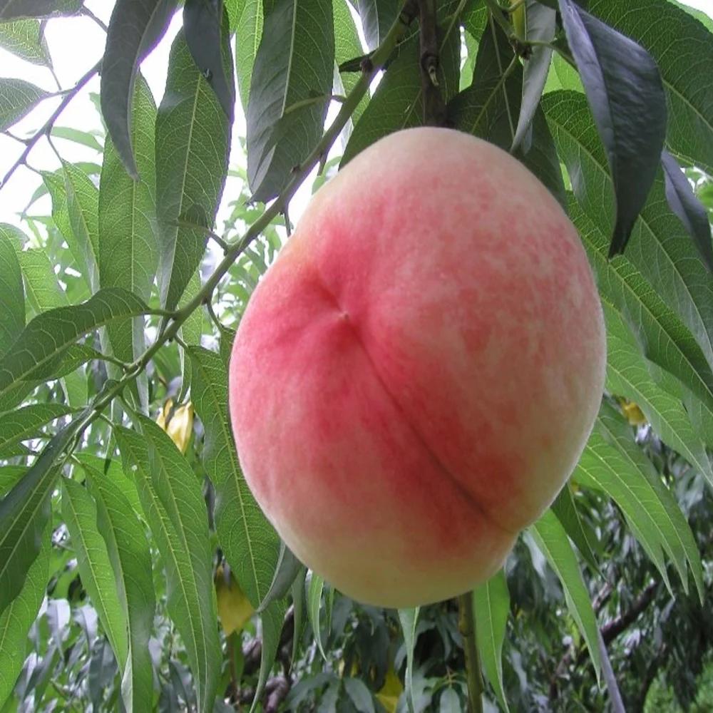 상상의 뷰지 vs 실제 뷰지