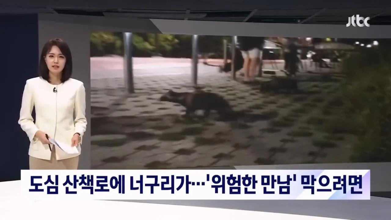 "너구리를 만나면 도망가라"…서울 도심 '너구리 습격사건'