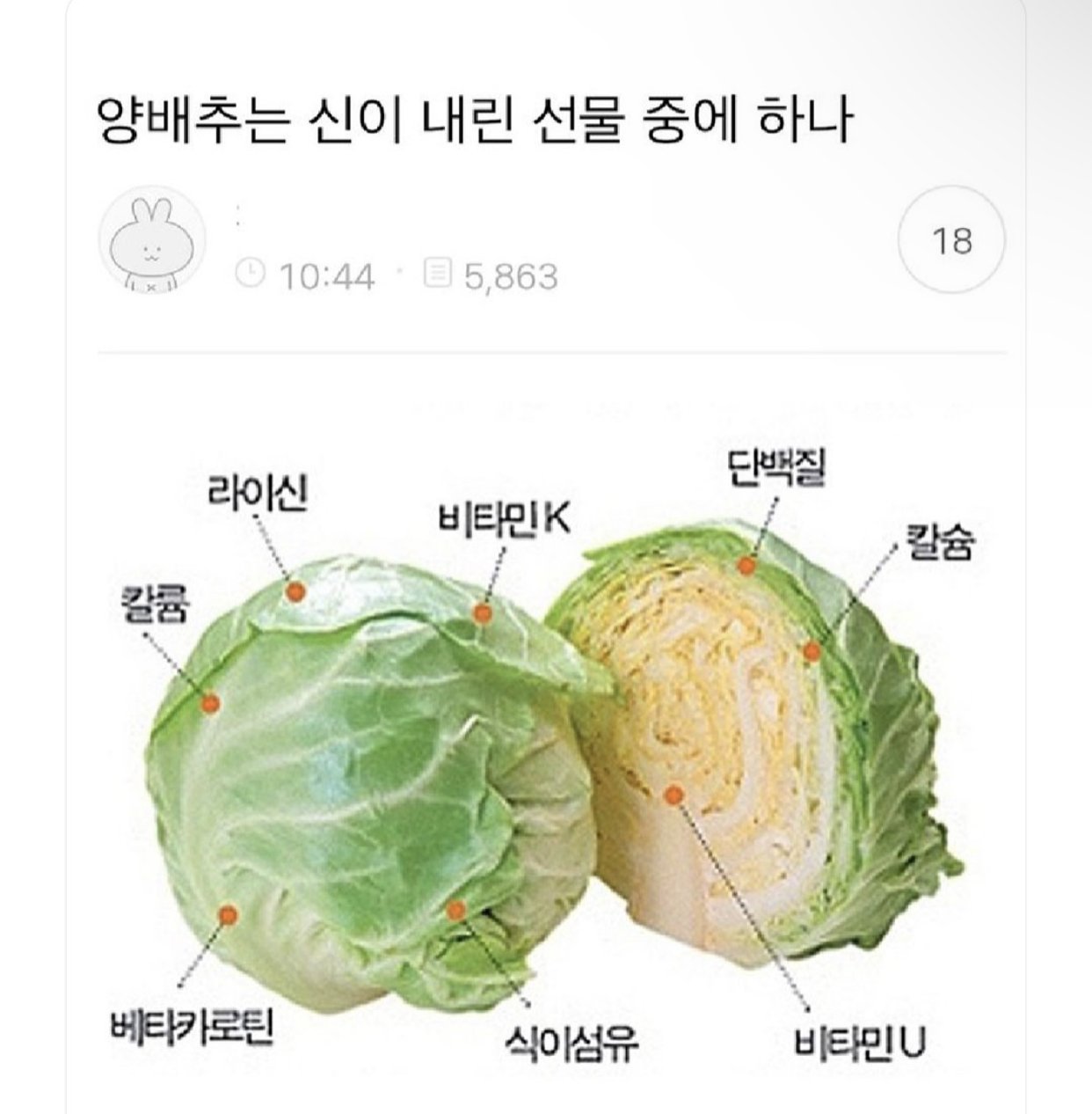 양배추는 신이 내린 선물 중에 하나