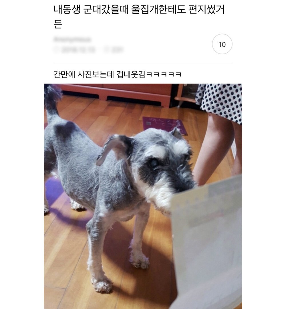군대 간 동생이 자기집 개한테 쓴 편지