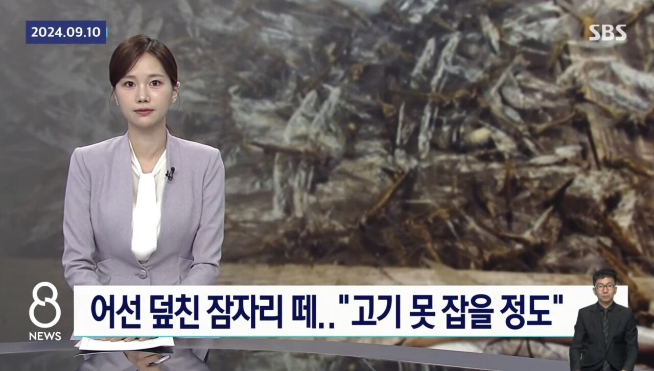 ㅇㅎ) 제주도 앞바다 어선에 미친 잠자리떼 공습