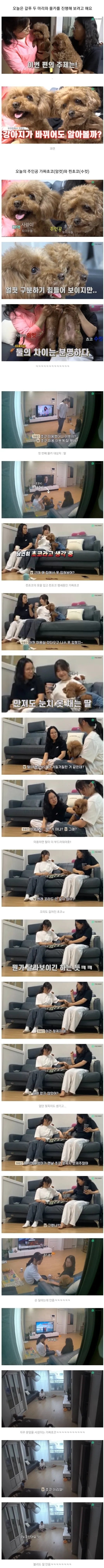 키우는 댕댕이가 바껴도 알아볼까