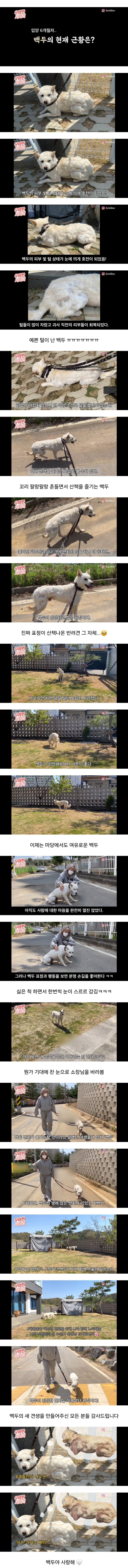 전문가들도 불가능하다고 말했던 야생 들개 사회화 시키기