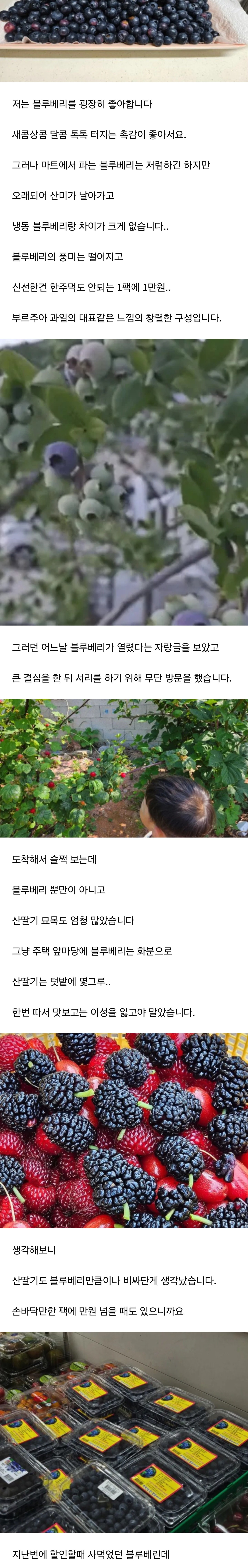 남의 땅에서 블루베리 5kg 따고 맛있다고 자랑한 놈ㄷㄷ