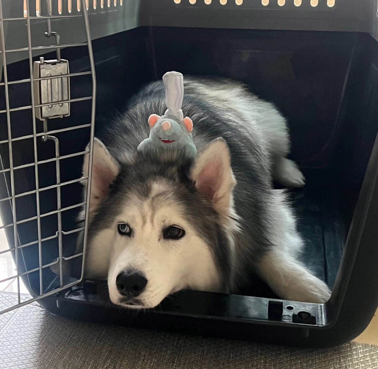 최현석 인스타에 자주 올라오는 강아지