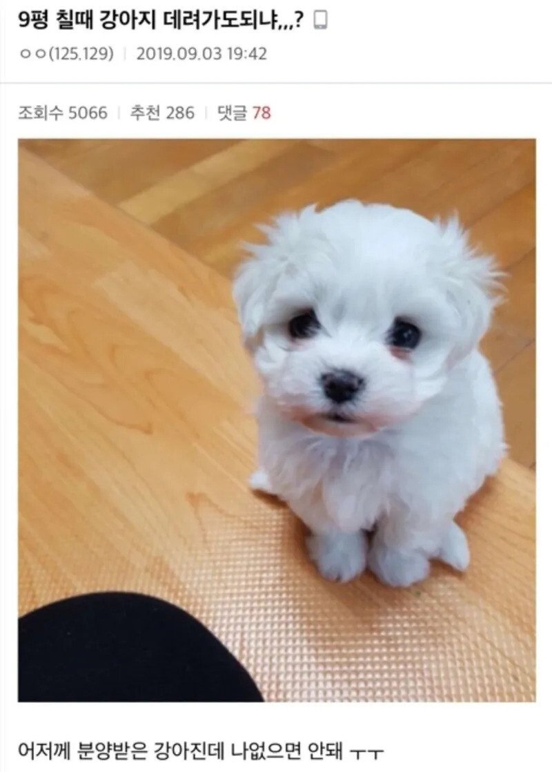 시험 보러갈때 강아지 데려가도 되냐