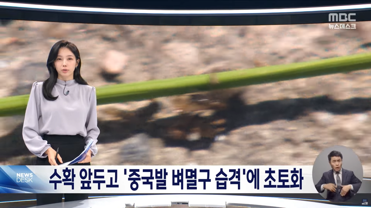 "벼멸구에 논 70% 망가져"..중국 벼멸구로 호남 초토화