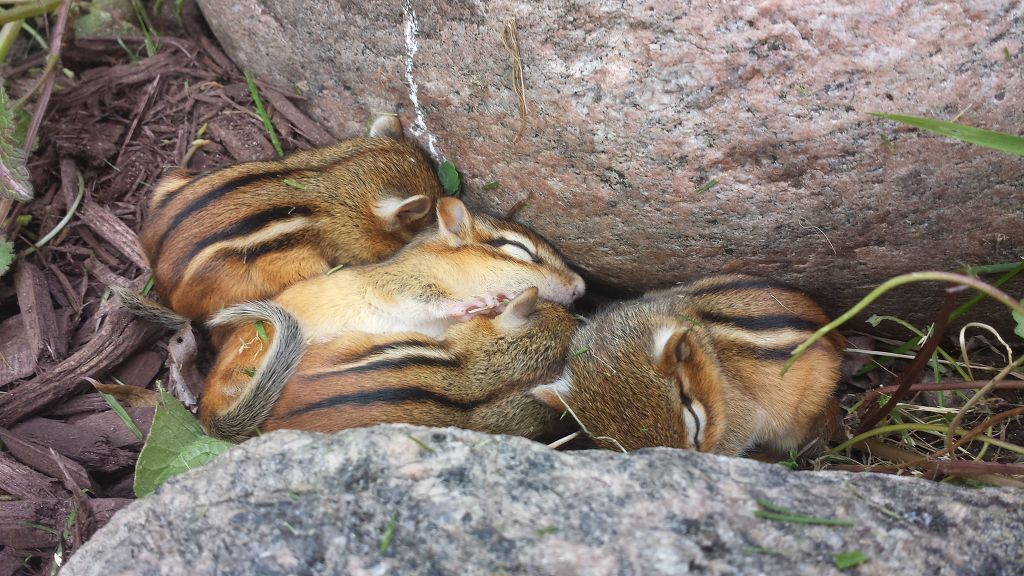 등산중에 발견한 다람쥐 가족