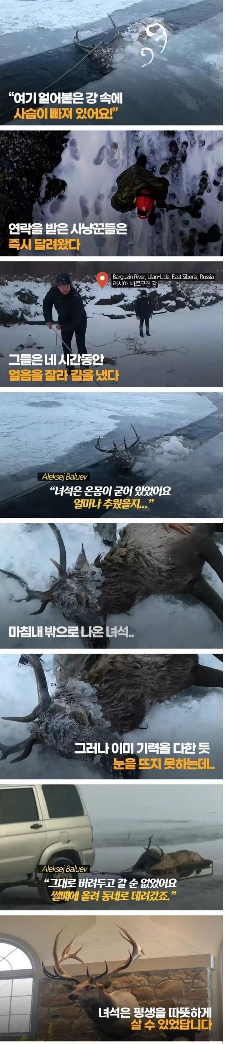 얼어붙은 강에 빠진 사슴