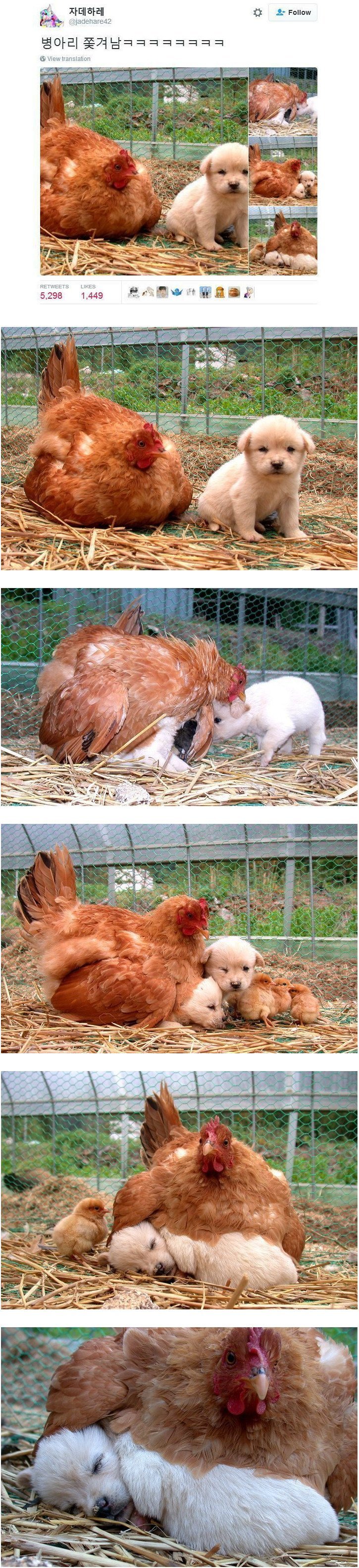 강아지 때문에 쫓겨난 병아리