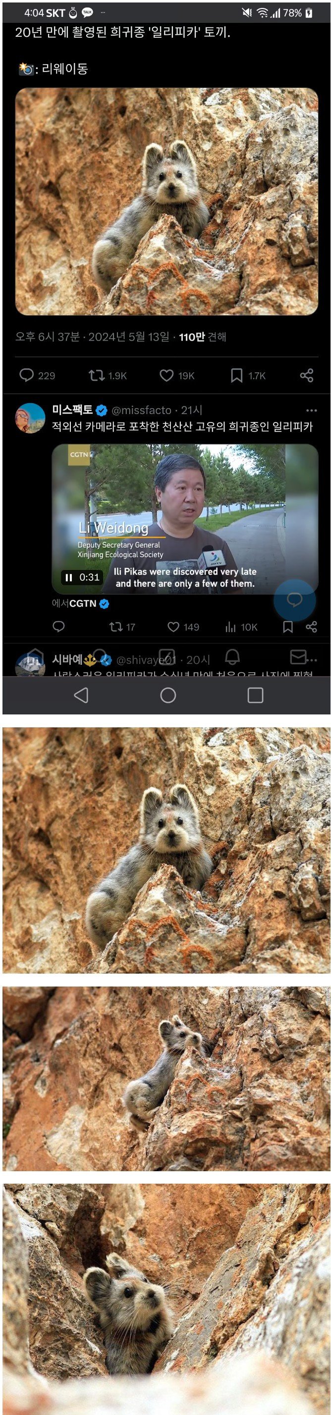 20년만에 촬영됐다는 희귀종 토끼