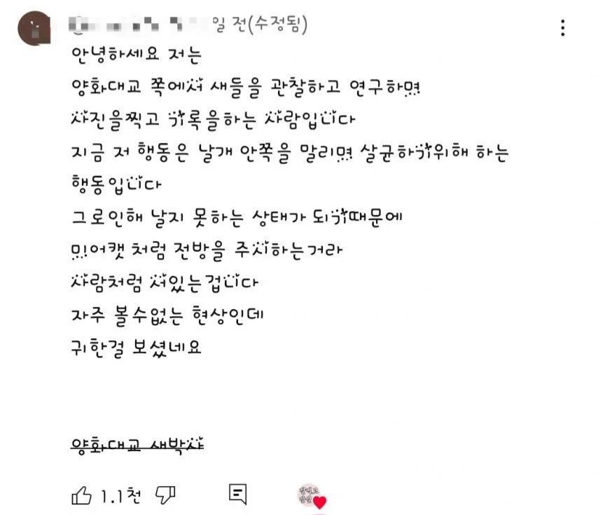 영상)한강에서 찍힌 신기한 새