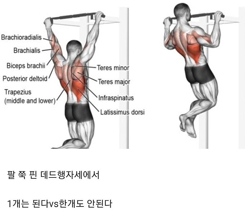 성인남성 풀업1개 논제