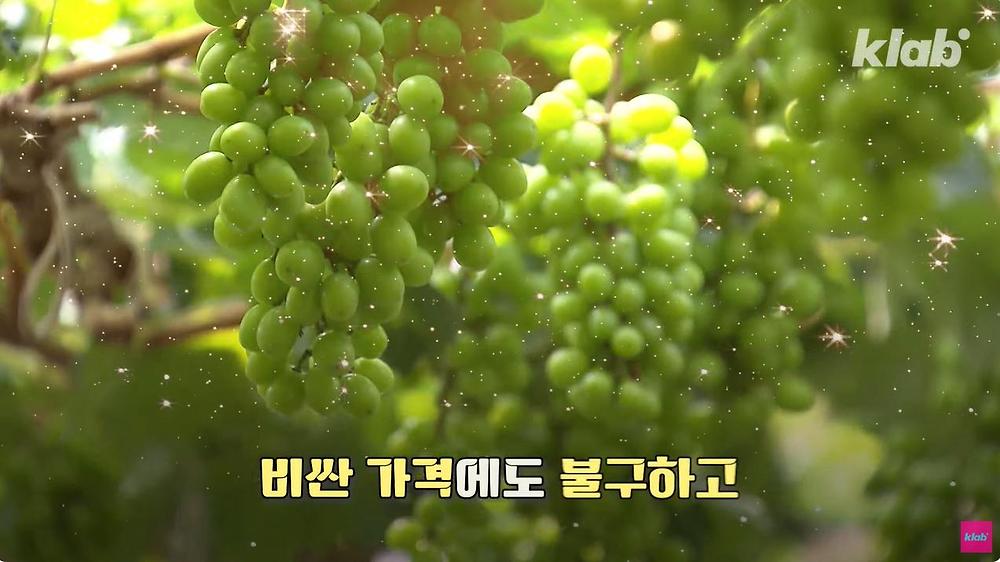 요즘 샤인머스캣 맛이 변한 진짜 이유
