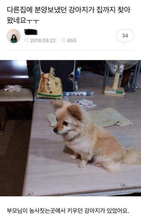 다른 집에 분양보냈던 강아지가 집까지 찾아왔네요ㅜㅜ