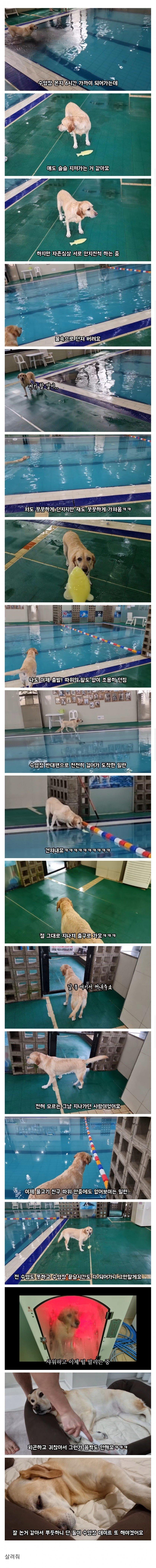 6시간동안 물속에서 노는 멍멍이...