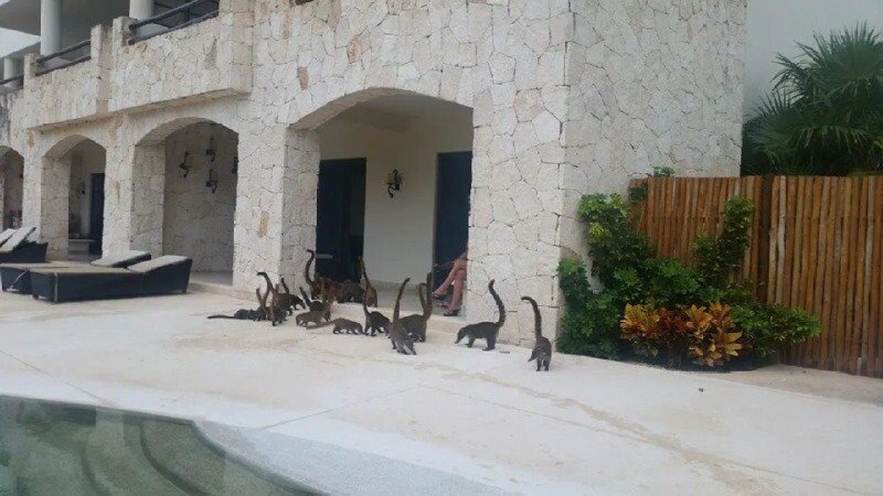 복원에 성공한 브라키오사우르스 ㄷㄷ