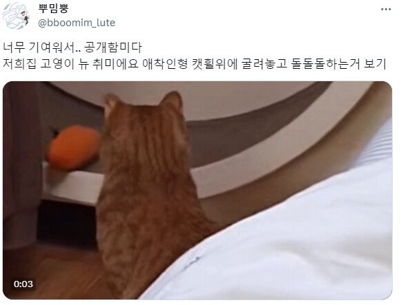 어느 고양이의 취미