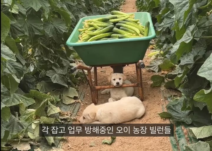 시골 강아지가 살 찌는 이유