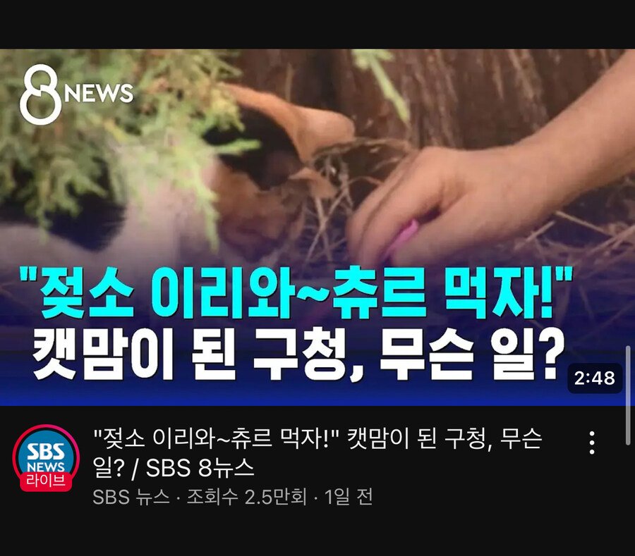 서울 서초구 캣맘 최신 근황