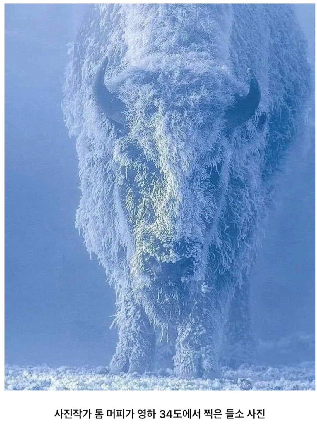 영하 34도에서 찍은 들소 사진 ㄷㄷㄷ