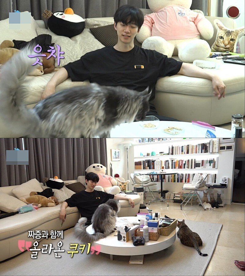 품종묘 키우는 연예인에게 뿔난 여초카페