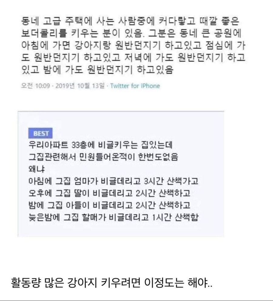 아파트 33층에서 비글 키우면서 민원 안받는 방법