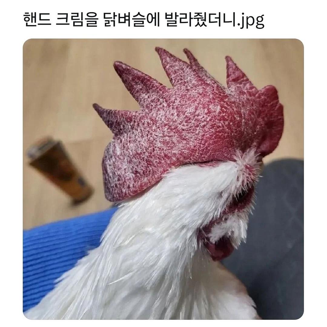 닭벼슬에 핸드크림을 발라주면..