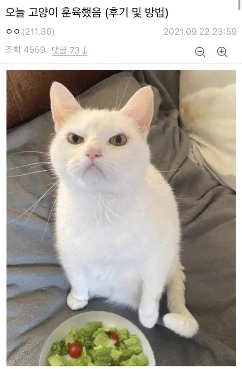 어느 디시인의 고양이 훈육 후기