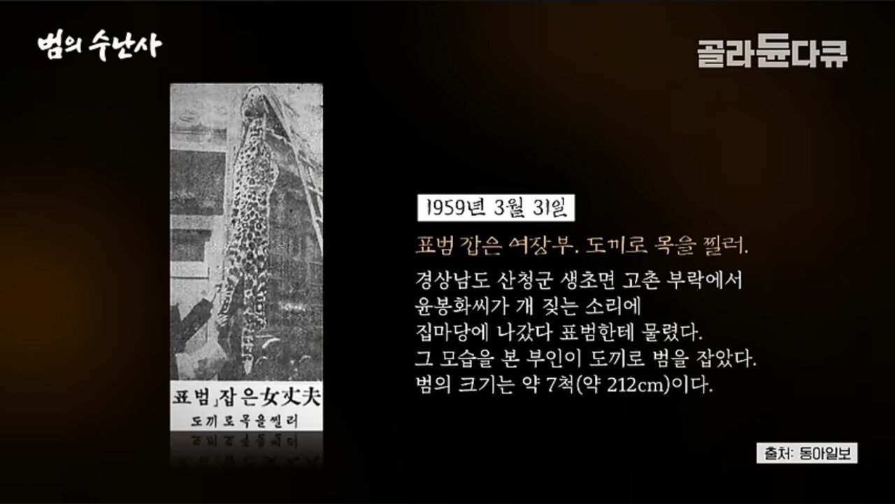 울나라에 야생 표범이 60년대까지도 있었네