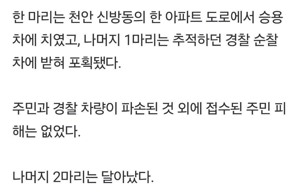 오늘자 천안 도심에 출몰한 멧돼지 잡은 방법