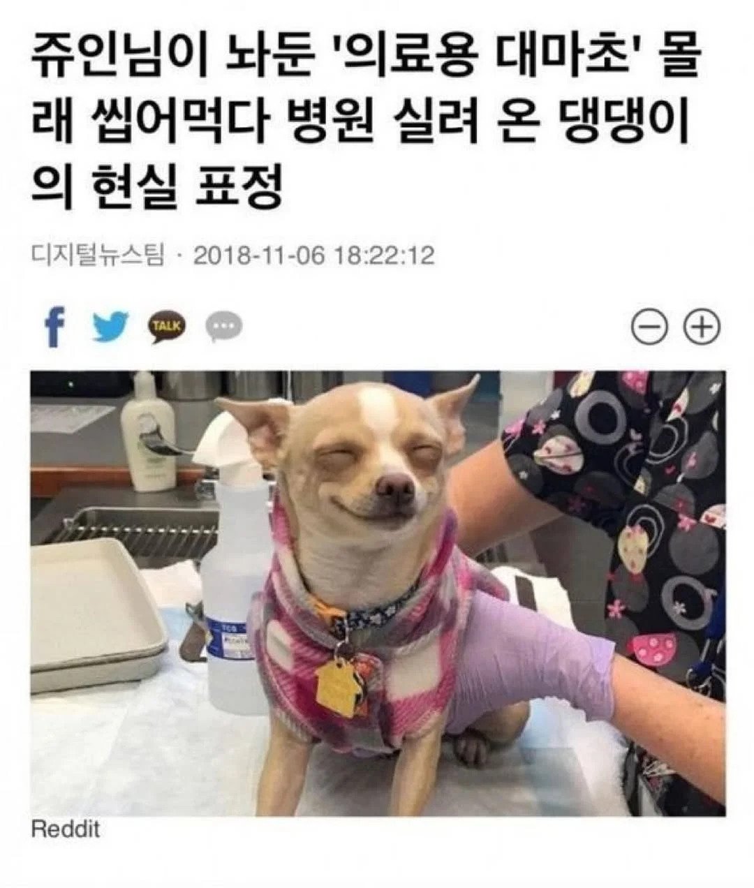 주인이 놔둔 의료용 대마초 몰래 씹어먹다 병원 실려온 댕댕이