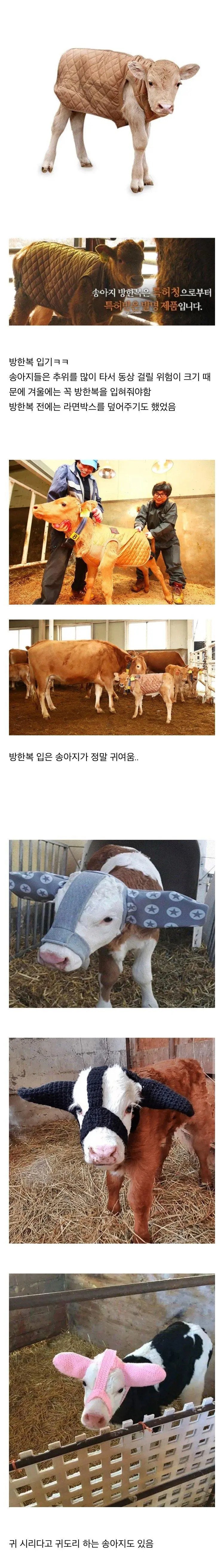 나날이 발전하는 송아지 방한복...