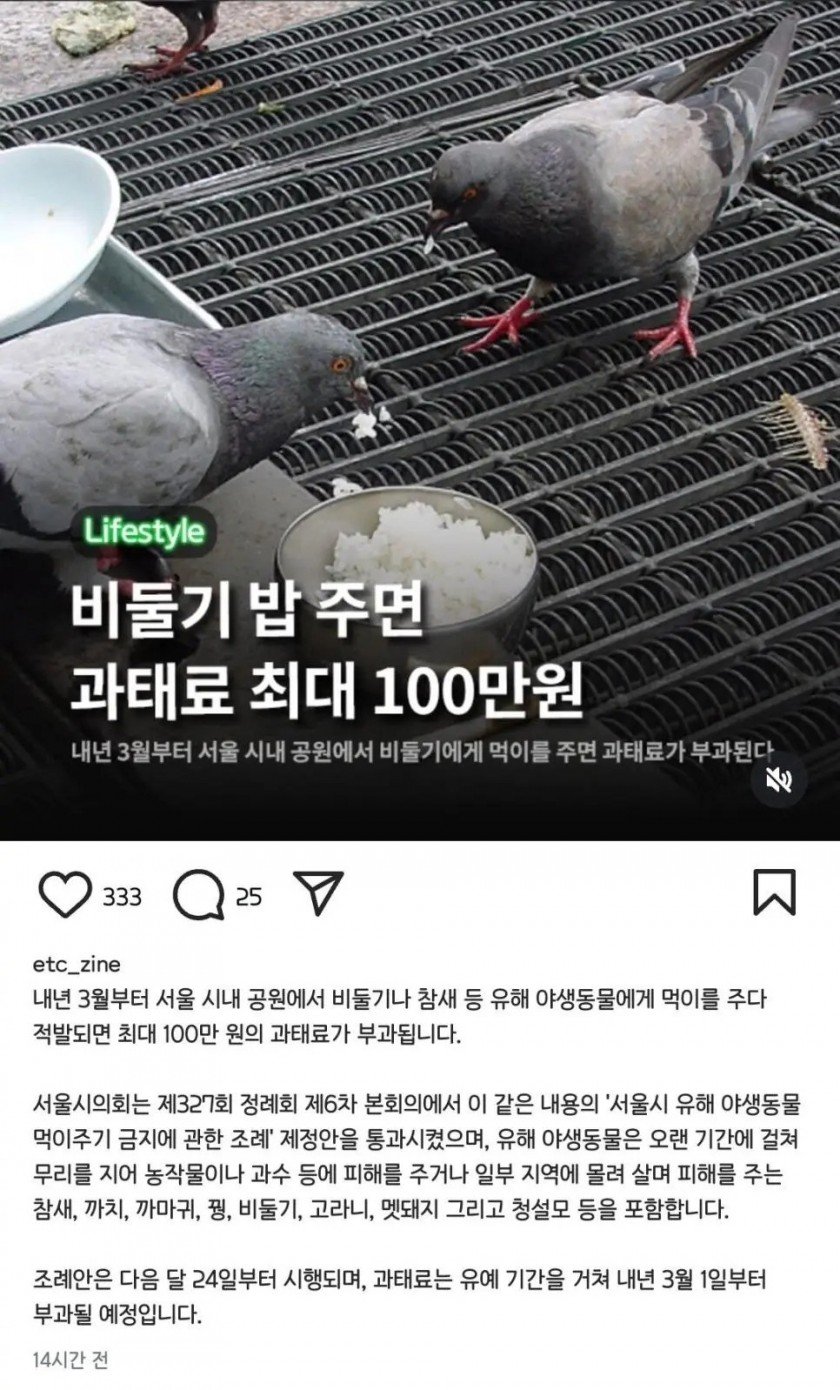 서울시 내년부터 비둘기, 참새 먹이주면 과태료
