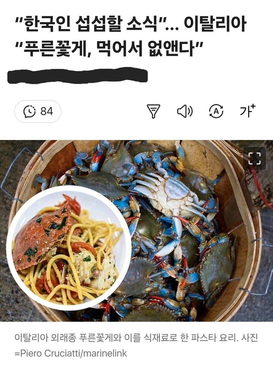 이탈리아 푸른 꽃게 근황