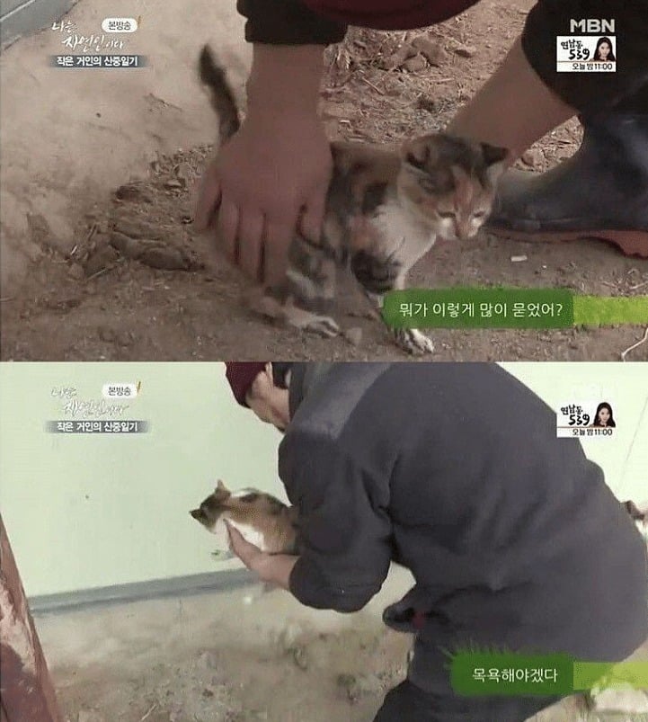 고양이를 산채로 솥에 넣는 자연인