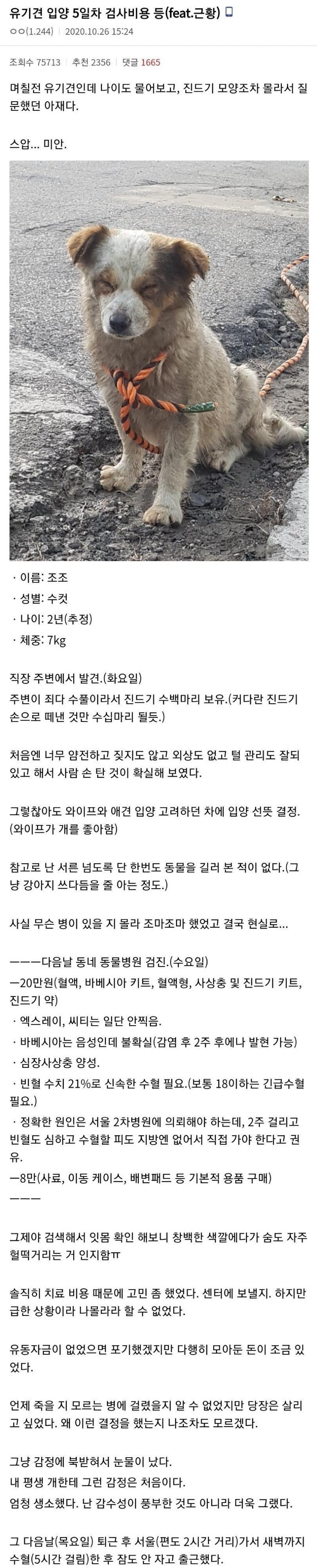 유기견 치료에 150만원을 쓴 디시인