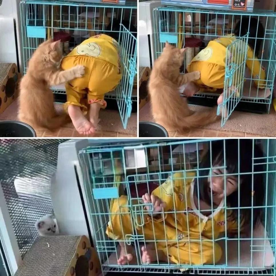 고양이 공동육아를 맹신하면 안 되는 이유