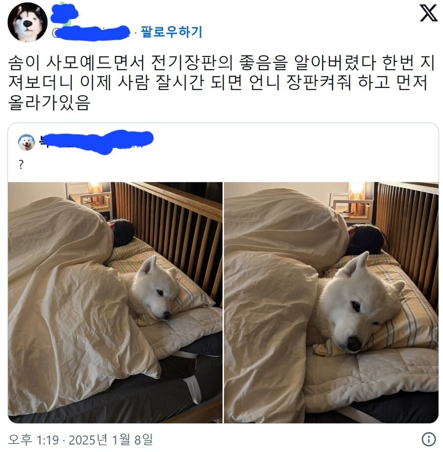 전기장판에 맛들여버린 사모예드
