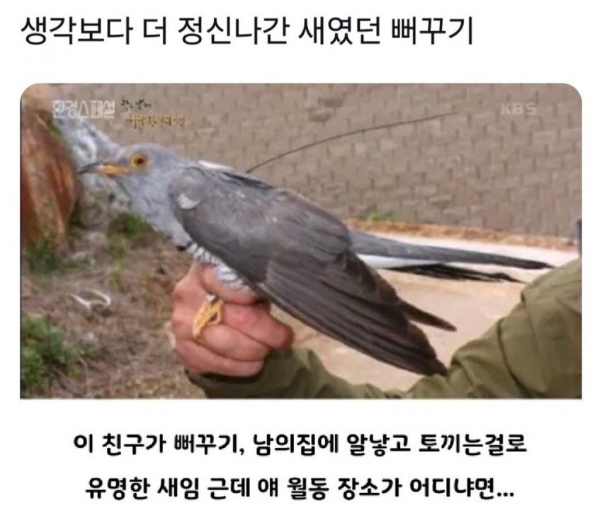 육아 회피에 진심인 뻐꾸기