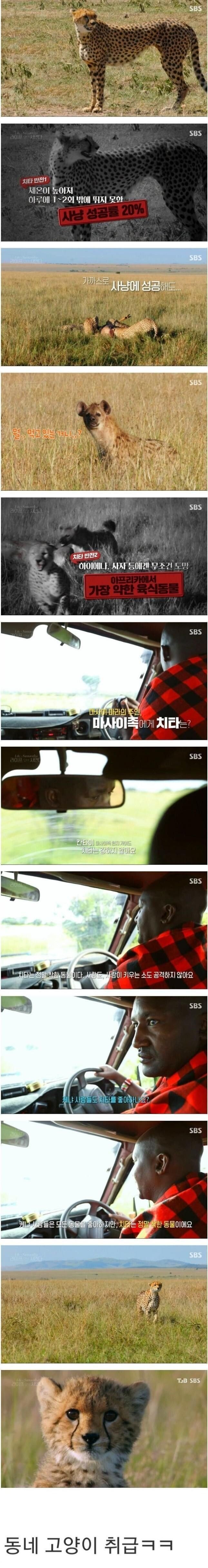 아프리카 현지인들이 보는 치타의 모습