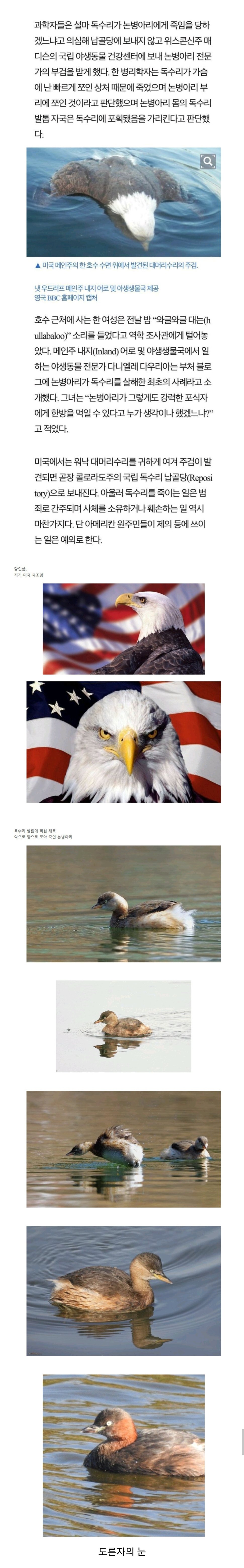 논병아리에게 공격당해 죽은 미 국조 독수리