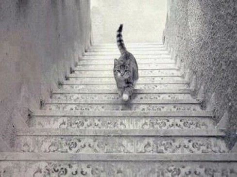 고양이 논란의 사진