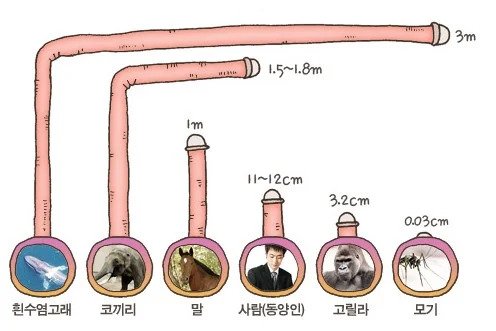 고추 길이 비교