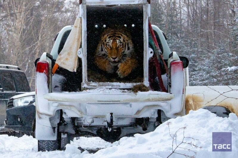 방생되는 시베리아 호랑이 모습