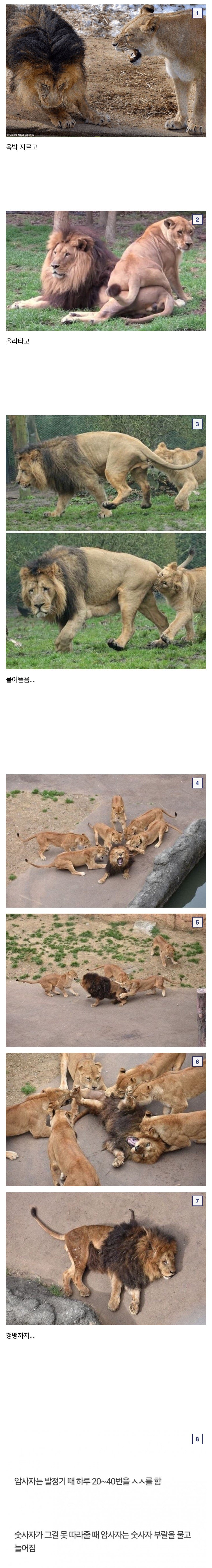 하루 수십 번 ㅅㅅ해야하는 숫사자