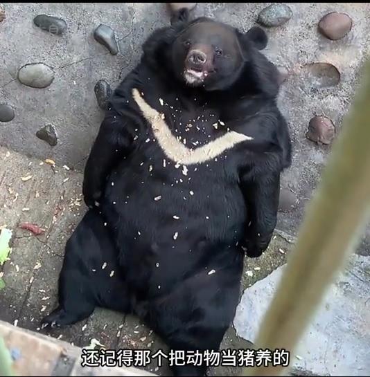 관광객들이 사료 주는 중국 동물원